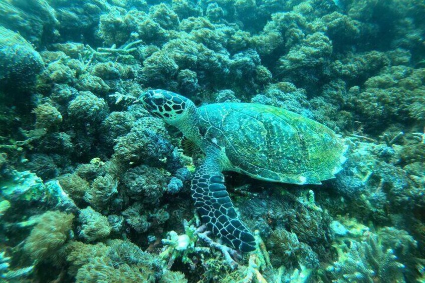 Nusa Penida Shared Snorkeling Two Spots with Manta Point