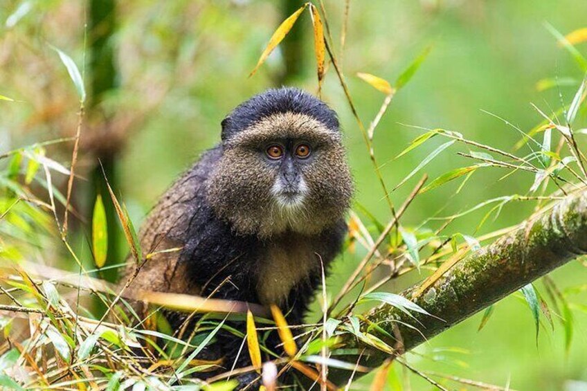 3-Day Luxury Gorilla and Chimpanzee Trek in Rwanda