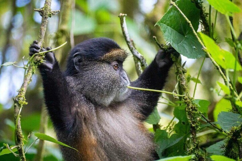 3-Day Luxury Gorilla and Chimpanzee Trek in Rwanda