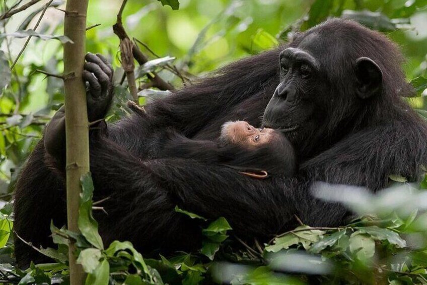 3-Day Luxury Gorilla and Chimpanzee Trek in Rwanda