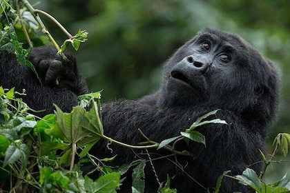 3-Day Luxury Gorilla and Chimpanzee Trek in Rwanda