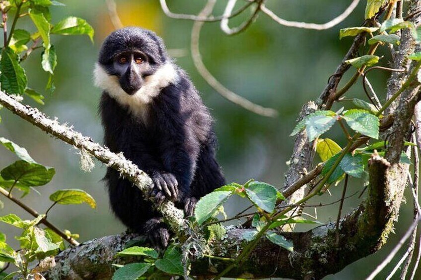 3-Day Luxury Gorilla and Chimpanzee Trek in Rwanda