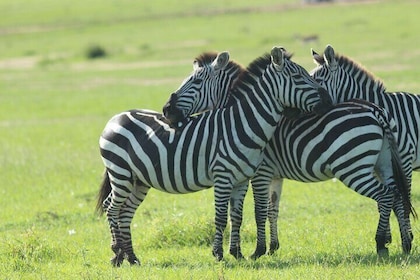 Luxury 3 Days Maasai Mara Landcruiser Jeep Tour