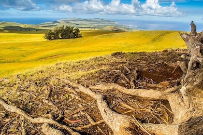 Terevaka： 岛上的最高点