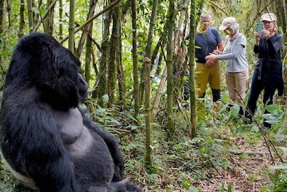 3-Day Gorilla Trekking Safari from Kigali Rwanda