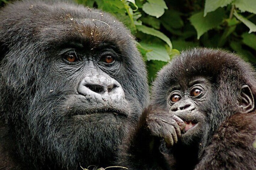 3-Day Gorilla Trekking Safari from Kigali Rwanda
