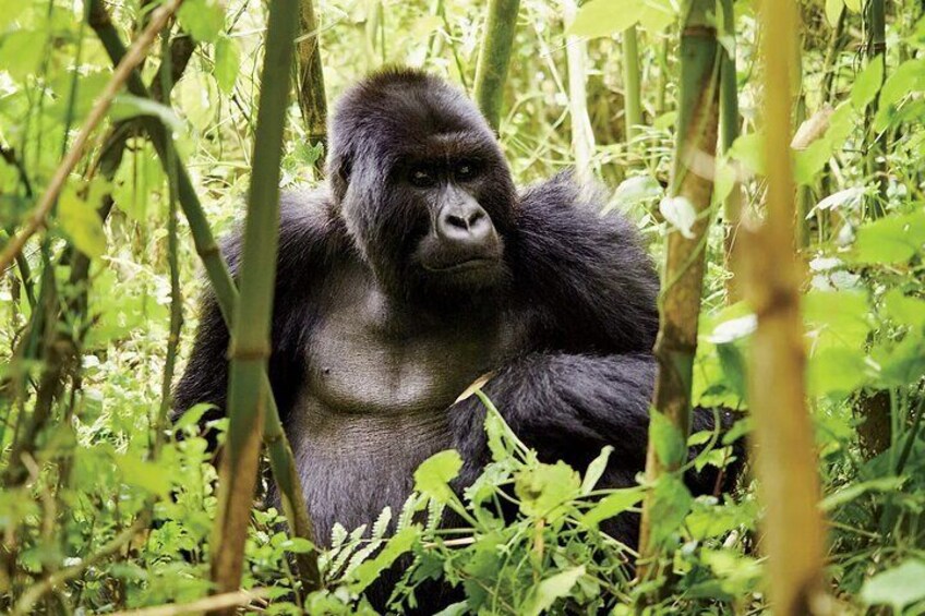 3-Day Gorilla Trekking Safari from Kigali Rwanda