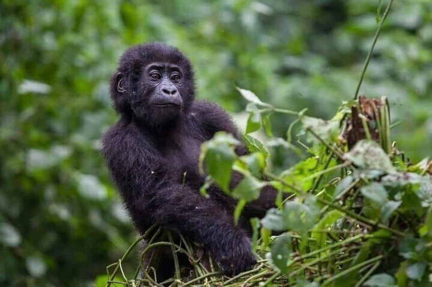 3-Day Gorilla Trekking Safari from Kigali Rwanda