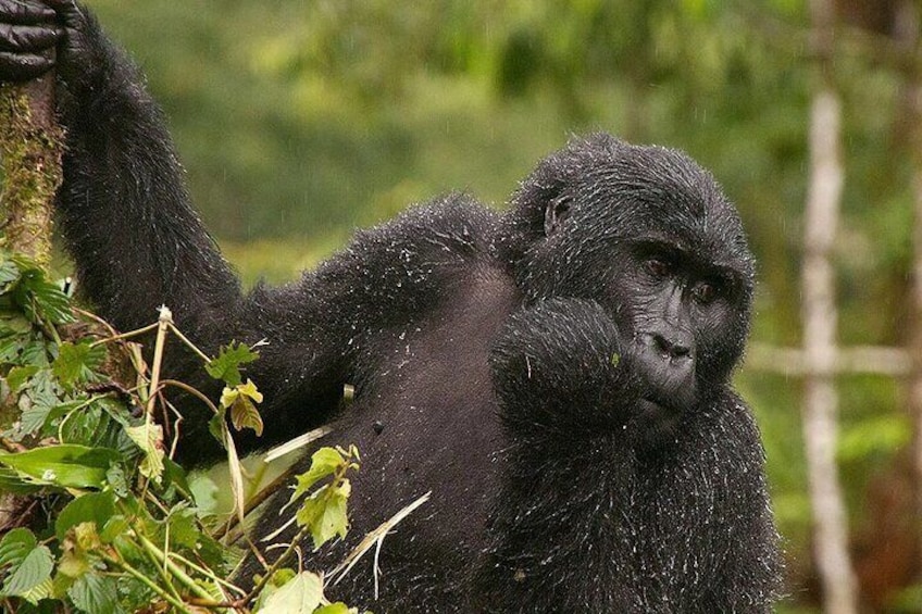 3-Day Gorilla Trekking Safari from Kigali Rwanda