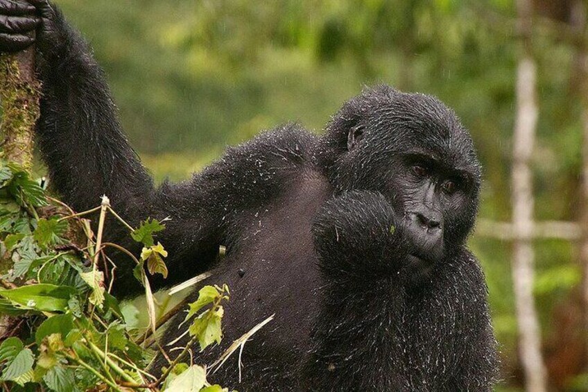 3-Day Gorilla Trekking Safari from Kigali Rwanda