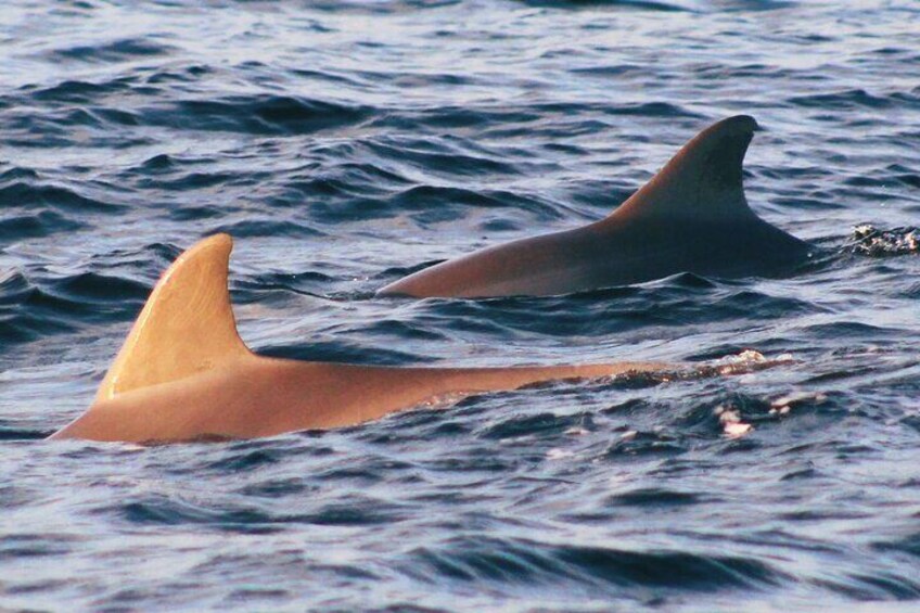 Dolphin Snorkel Tour