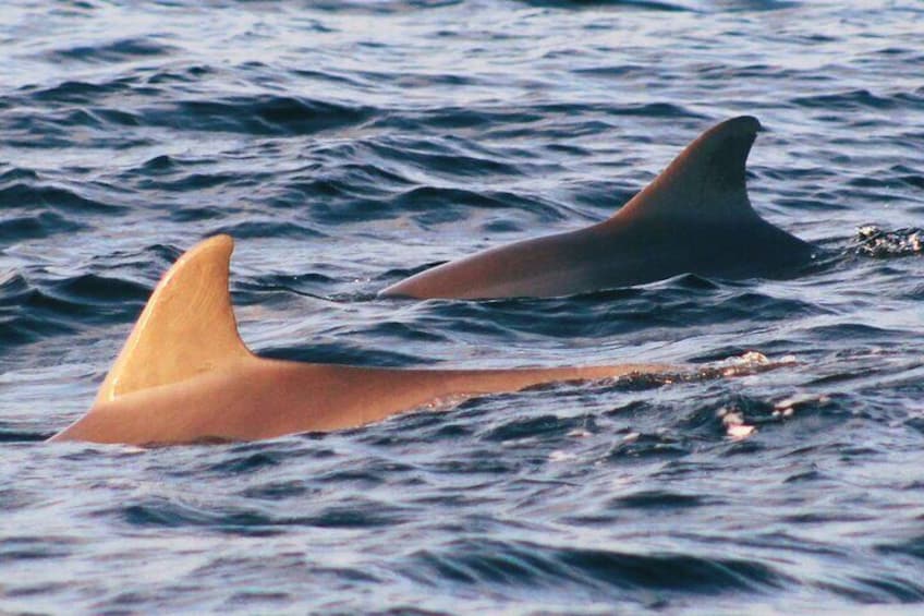 Dolphin Snorkel Tour