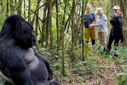 3 Day Gorilla and Chimpanzee Trek in Rwanda