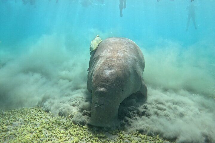 Luxury Boat to Marsa Mubarak – Swim with Dugongs & Turtles