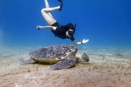 Private Abu Dabbab Over Day Snorkelling with Turtles - Hurghada