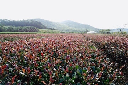 1 Day Purple Farm Tour from Nairobi Tea Tasting and Lunch