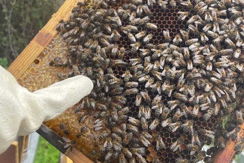 Evora Discover the World of Bees Guided Visit to an Apiario