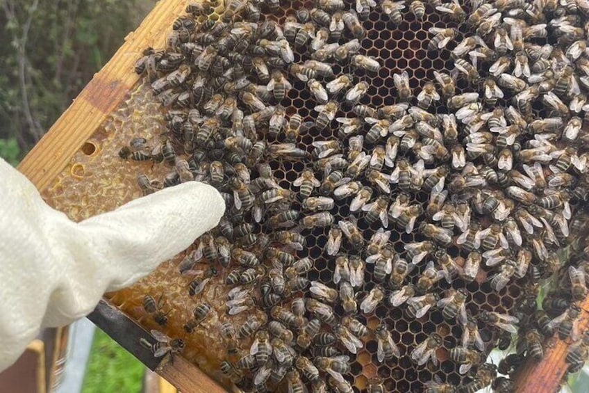 Evora Discover the World of Bees Guided Visit to an Apiario