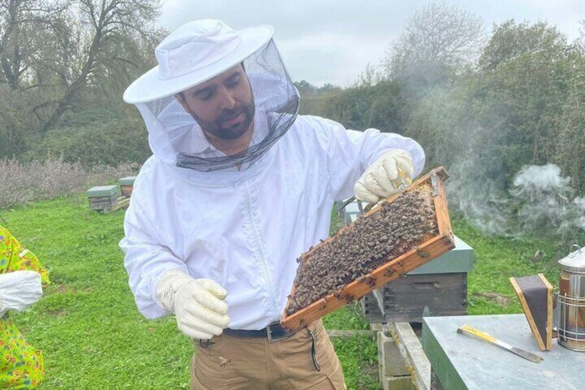 Evora Discover the World of Bees Guided Visit to an Apiario