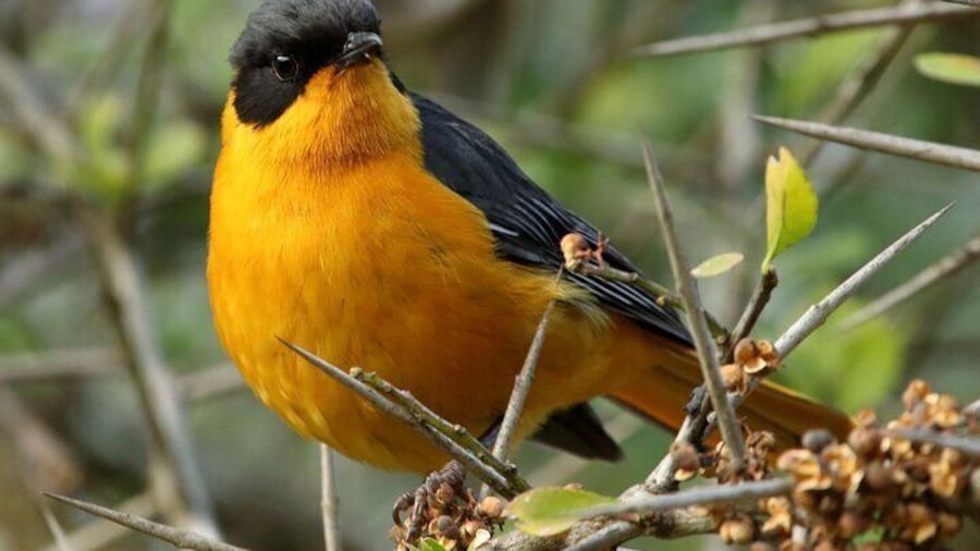 Dlinza Forest Birdwatching from Richards Bay