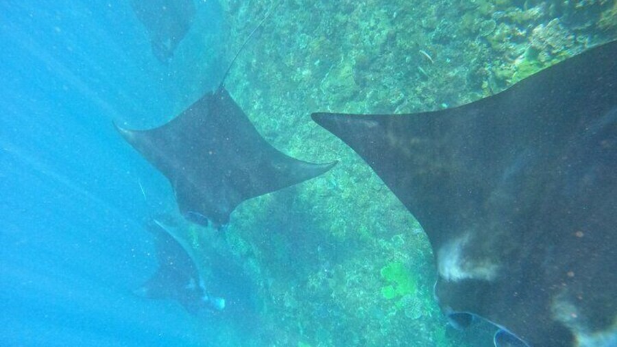 Snorkeling With Manta Rays in Nusa Penida and 4 Other Spots
