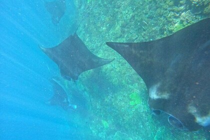 Snorkelling With Manta Rays in Nusa Penida and 4 Other Spots
