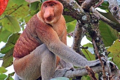 Bongawan River Cruise Proboscis Monkey, SkyMirror, Fireflies