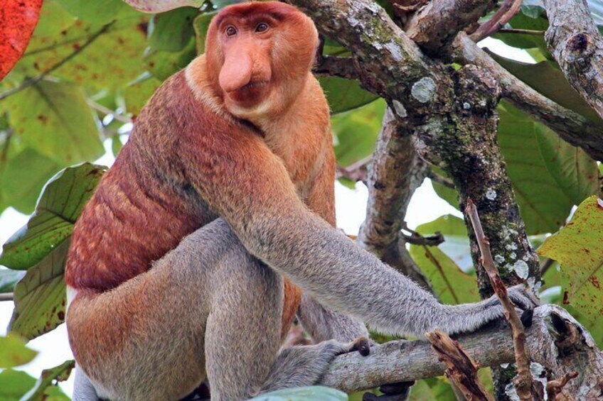 Bongawan River Cruise Proboscis Monkey, SkyMirror, Fireflies 
