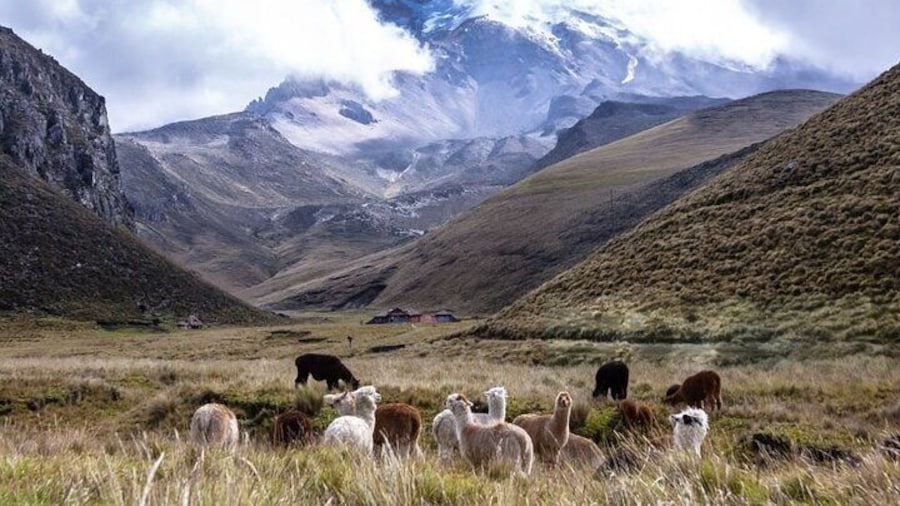 Between the Clouds A Journey to Chimborazo