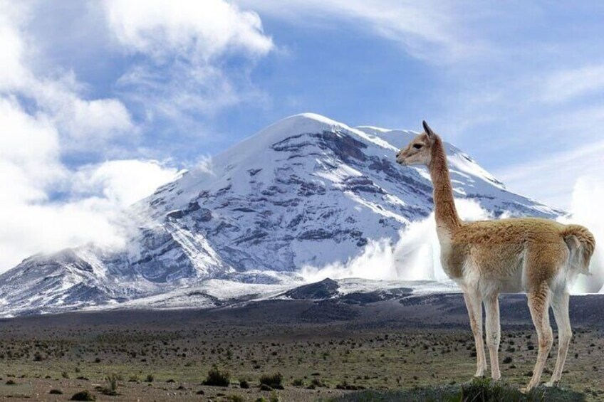 Between the Clouds A Journey to Chimborazo