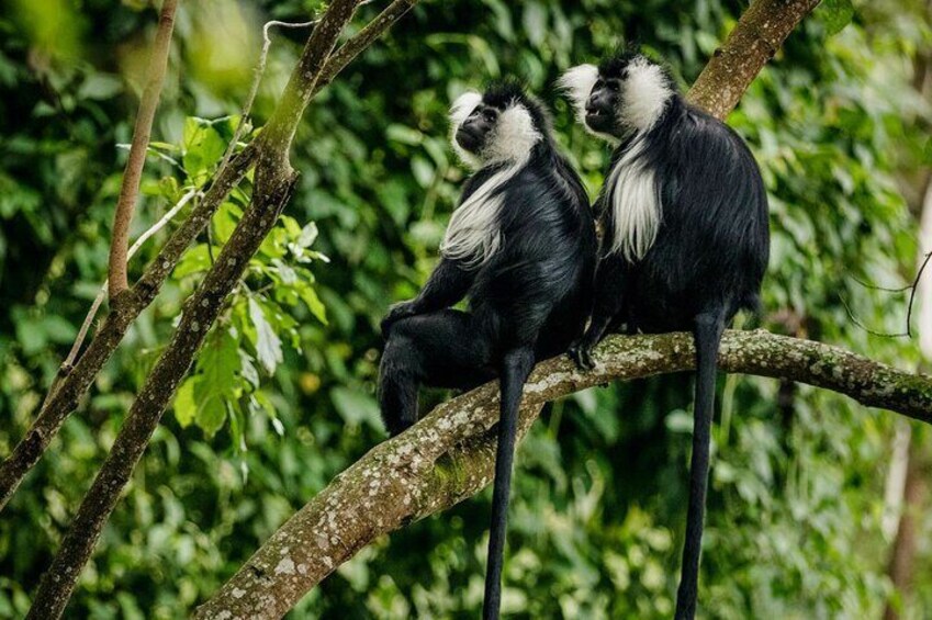 5 Day Rwanda Gorilla, Chimpanzee, and Game Safari