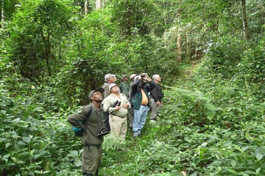 5 Day Rwanda Gorilla, Chimpanzee, and Game Safari