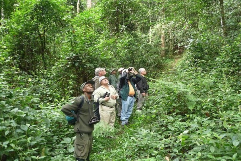 5 Day Rwanda Gorilla, Chimpanzee, and Game Safari