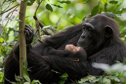 5 Day Rwanda Gorilla, Chimpanzee, and Game Safari