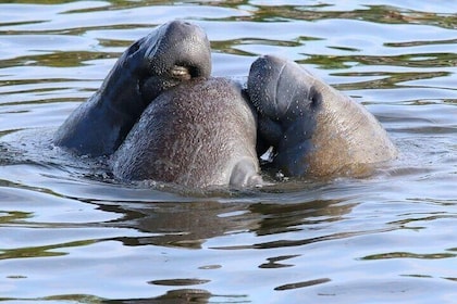 New Smyrna Mangrove Paddle & Mimosa Tour