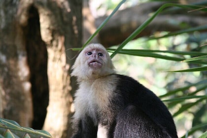 Explore Manuel Antonio National Park with Expert Guide Luis