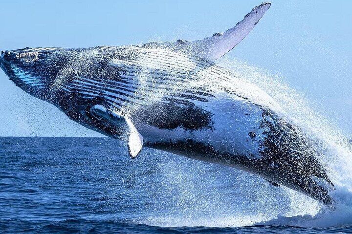 Whale Watching and Cheetah Outreach 