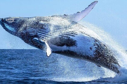 Observación de ballenas y alcance de guepardos