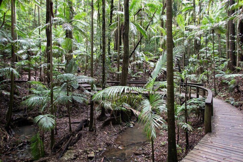 The boardwalk up the the Green Falls surrounded by Piccadeen Palms and Tree Ferns.