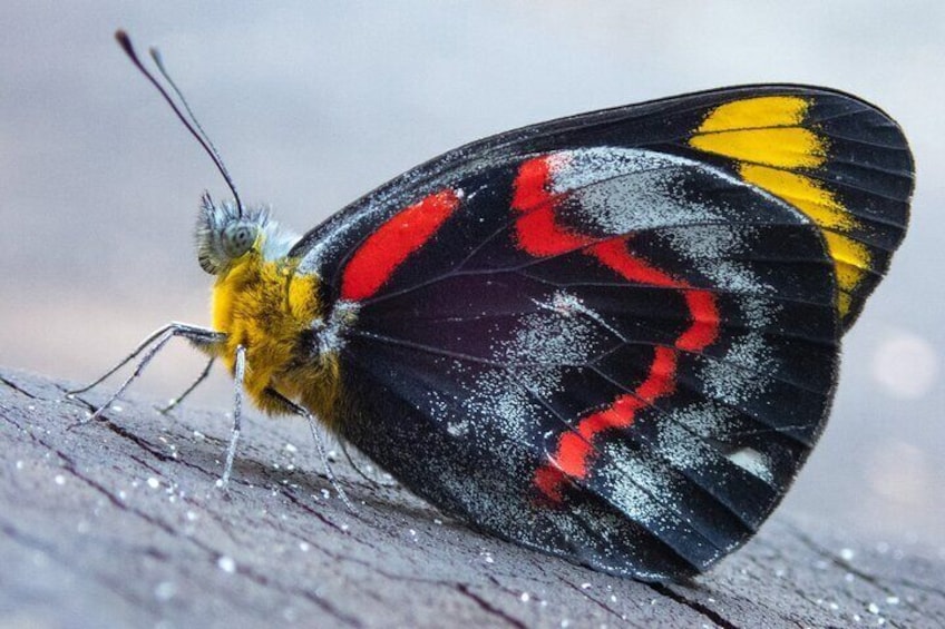Jezebel butterfly