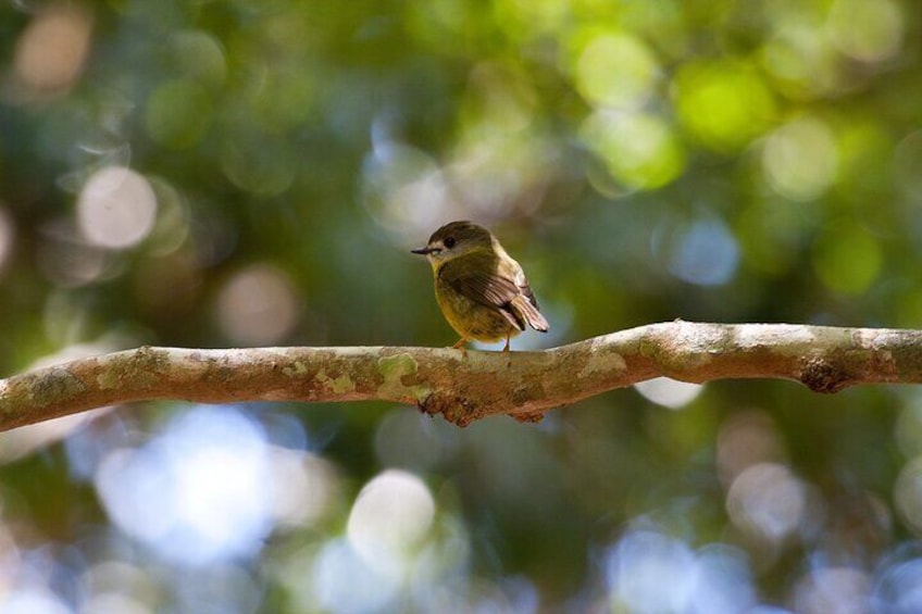 Yellow Robin
