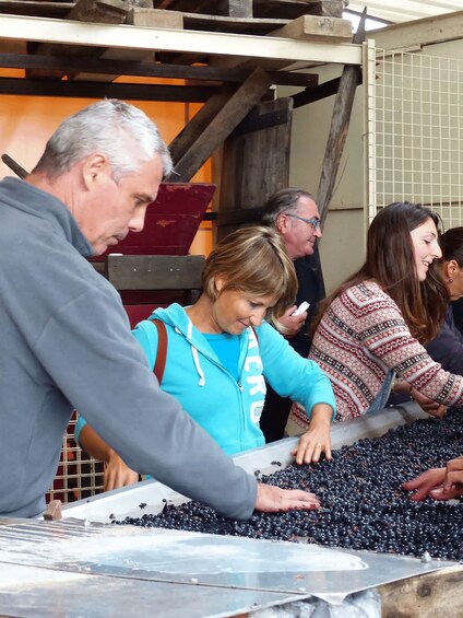 Picture 7 for Activity Saint-Emilion : Tasting of 4 wines in a family vineyard