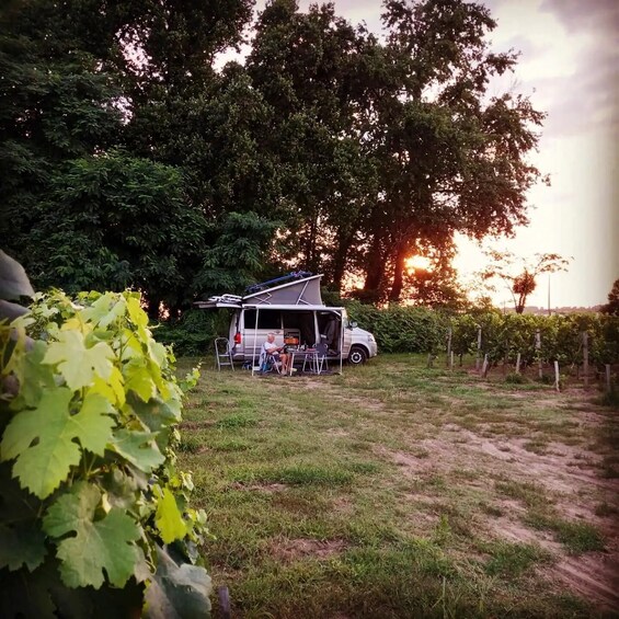 Picture 8 for Activity Saint-Emilion : Tasting of 4 wines in a family vineyard