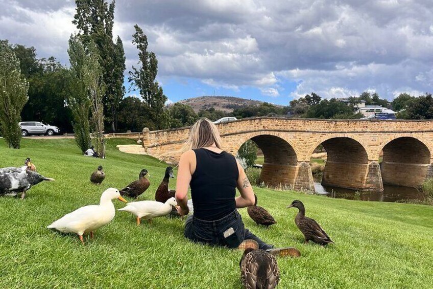The famous Richmond Bridge… with some feathered friends!