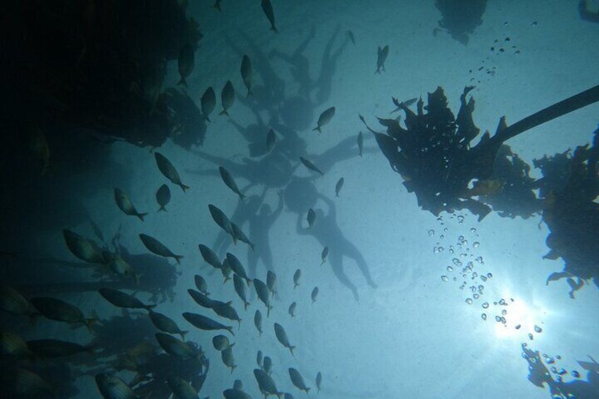Snorkeling the African Sea Forest in Cape Town