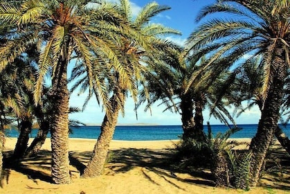 Palm forest of Vai - Monastery Toplu - North Coast Adventure Tour