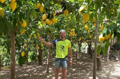Lemon Trail : Lemon Tour with Tasting