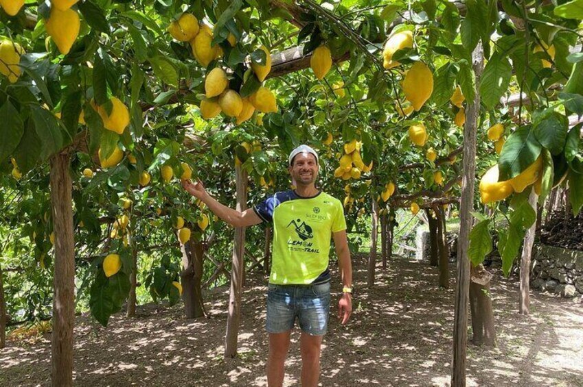 Lemon Trail : Lemon Tour with Tasting