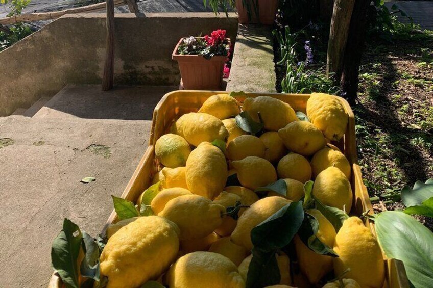 Lemon Trail : Lemon Tour with Tasting