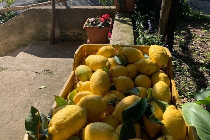 Lemon Trail : Lemon Tour with Tasting